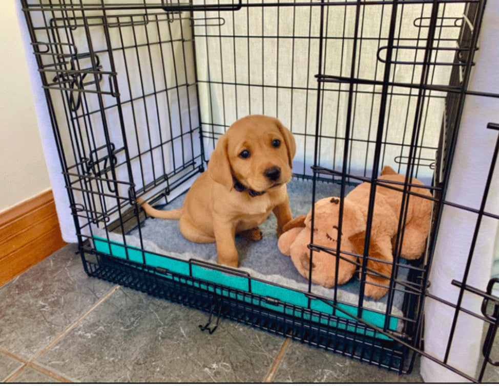 TINNY PERRITO DORMILÓN ANTIESTRÉS PARA MASCOTAS